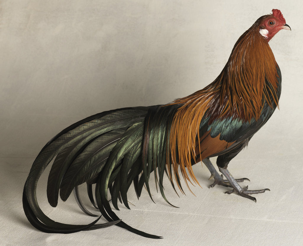 Detail of Yokohama Cock by Anonymous