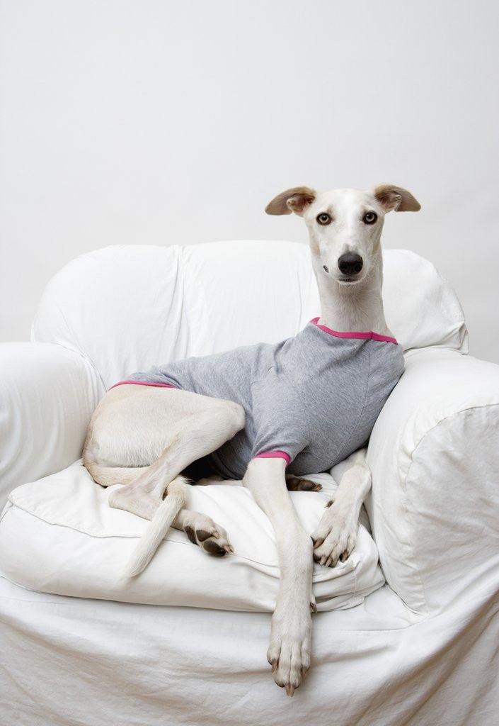 Detail of Greyhound Wearing a T-Shirt by Anonymous