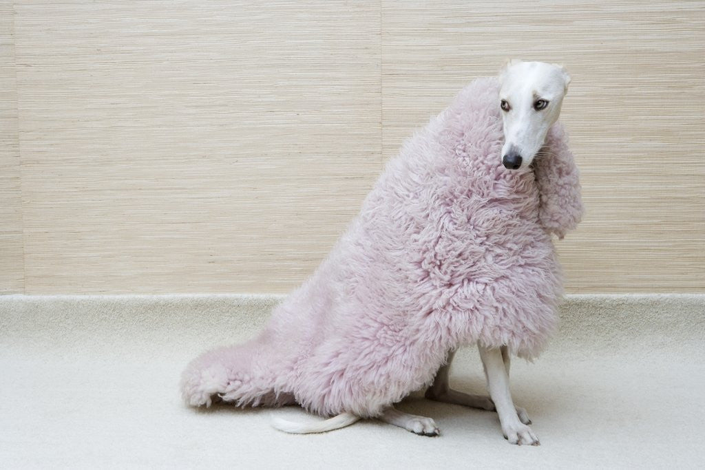 Detail of Greyhound Wearing a Pink Rug by Anonymous