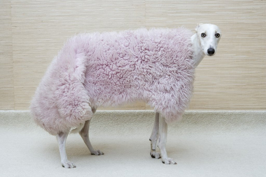 Detail of Greyhound Wearing a Pink Rug by Corbis