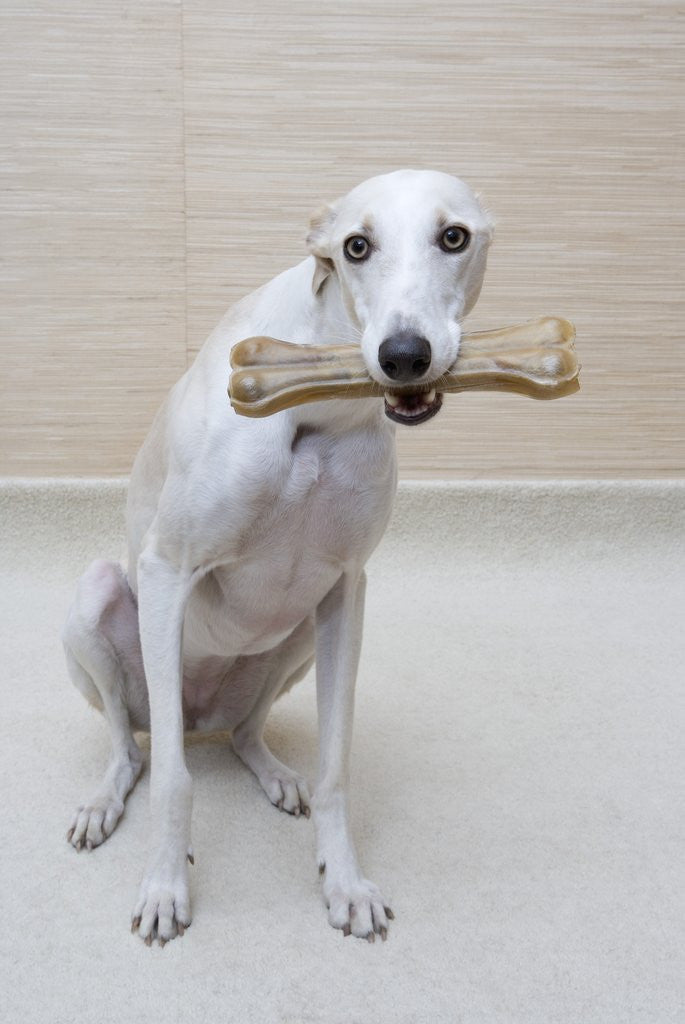 Detail of Greyhound with a Bone by Anonymous