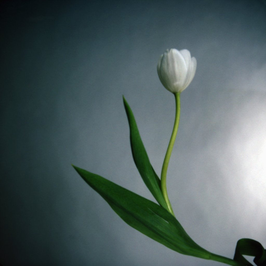 Detail of White Tulip by Anonymous