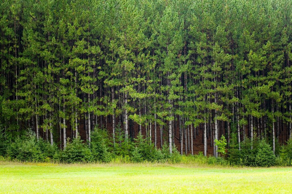 Detail of Forest Edge by Anonymous