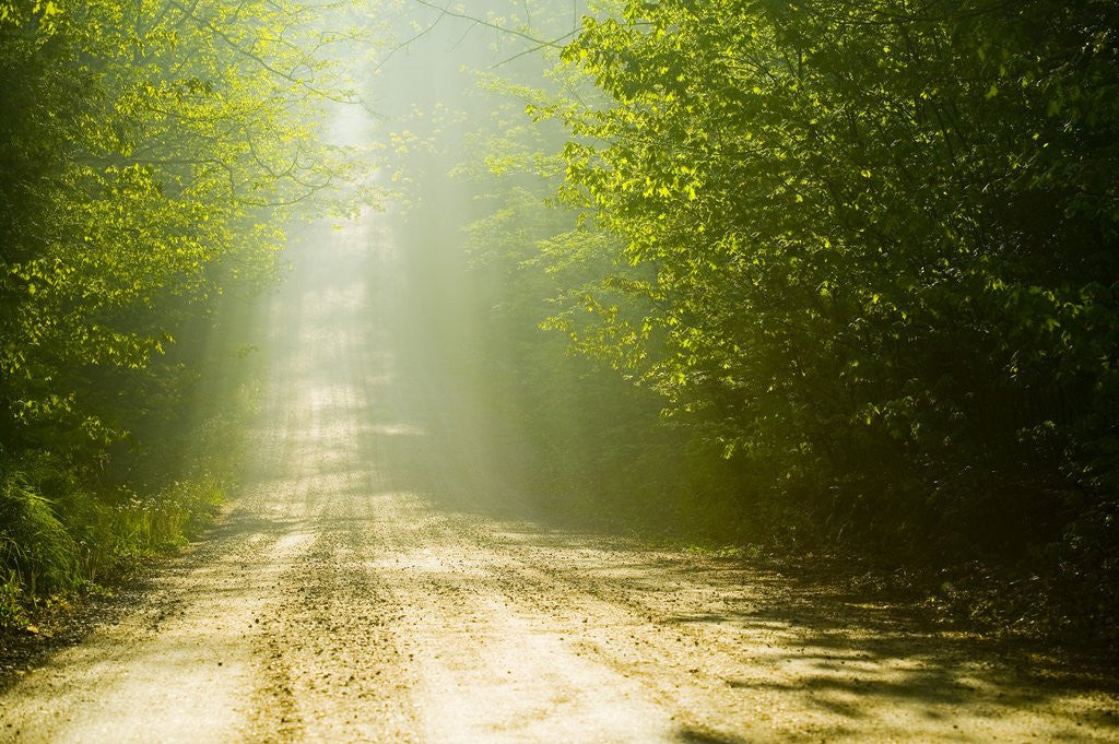 Detail of Rural Road by Anonymous