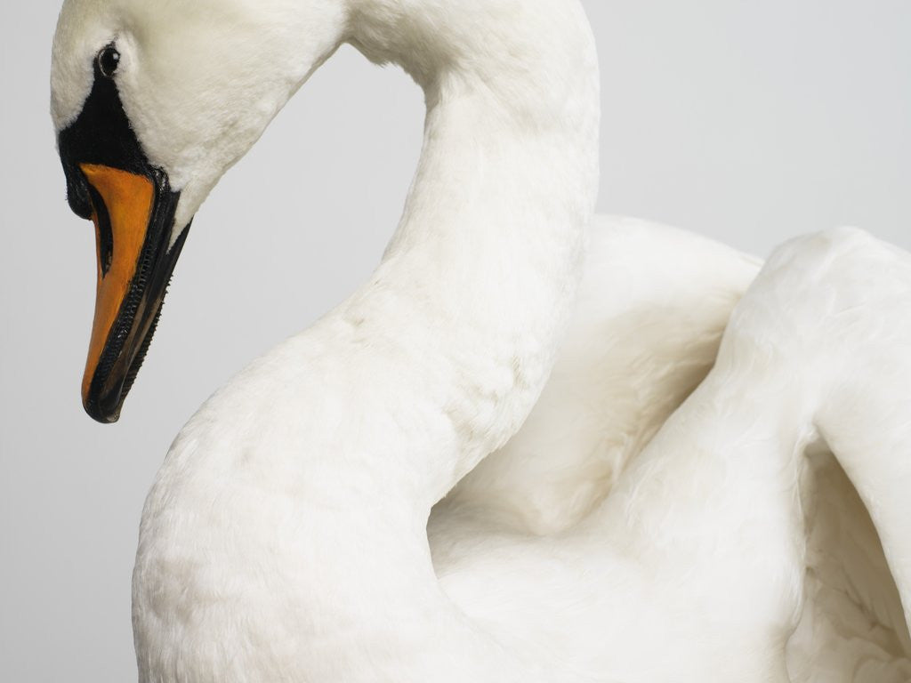 Detail of Mounted Swan by Anonymous