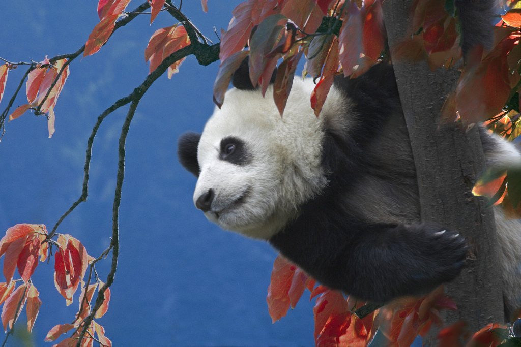 Detail of Giant Panda Climbing Tree by Anonymous