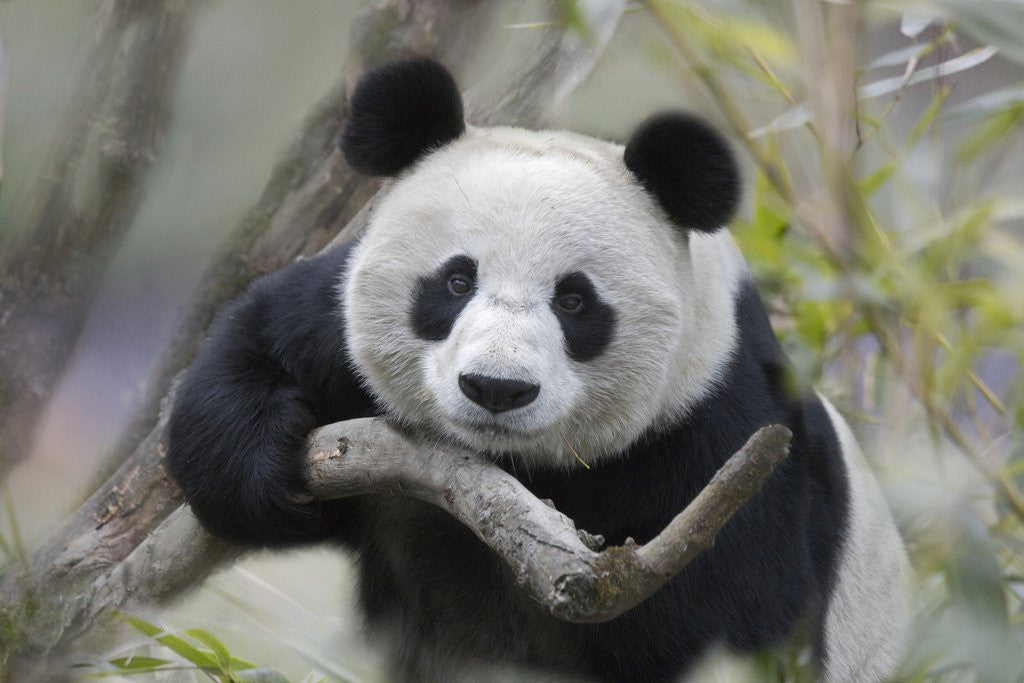 Detail of Giant Panda by Anonymous