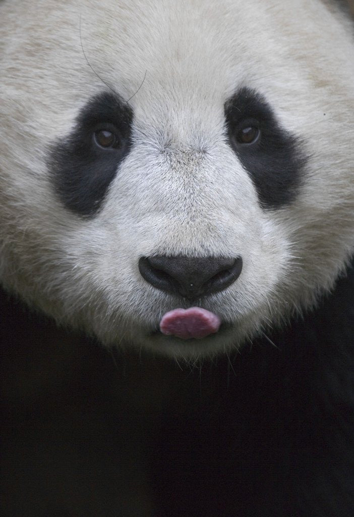 Detail of Giant Panda by Corbis
