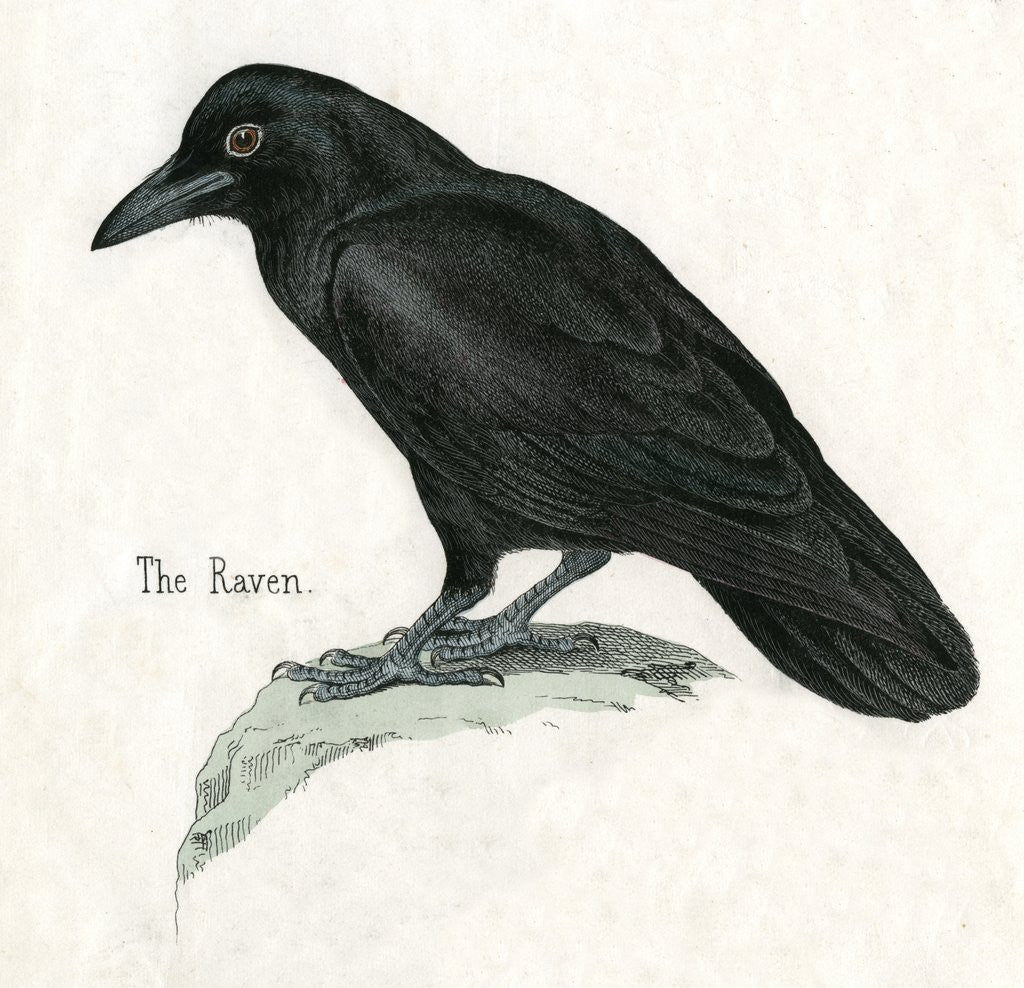 Detail of The Raven Illustration by Corbis