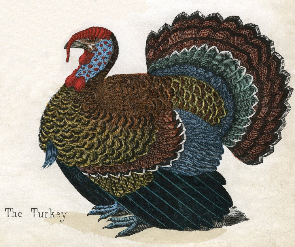 Detail of The Turkey Illustration by Corbis
