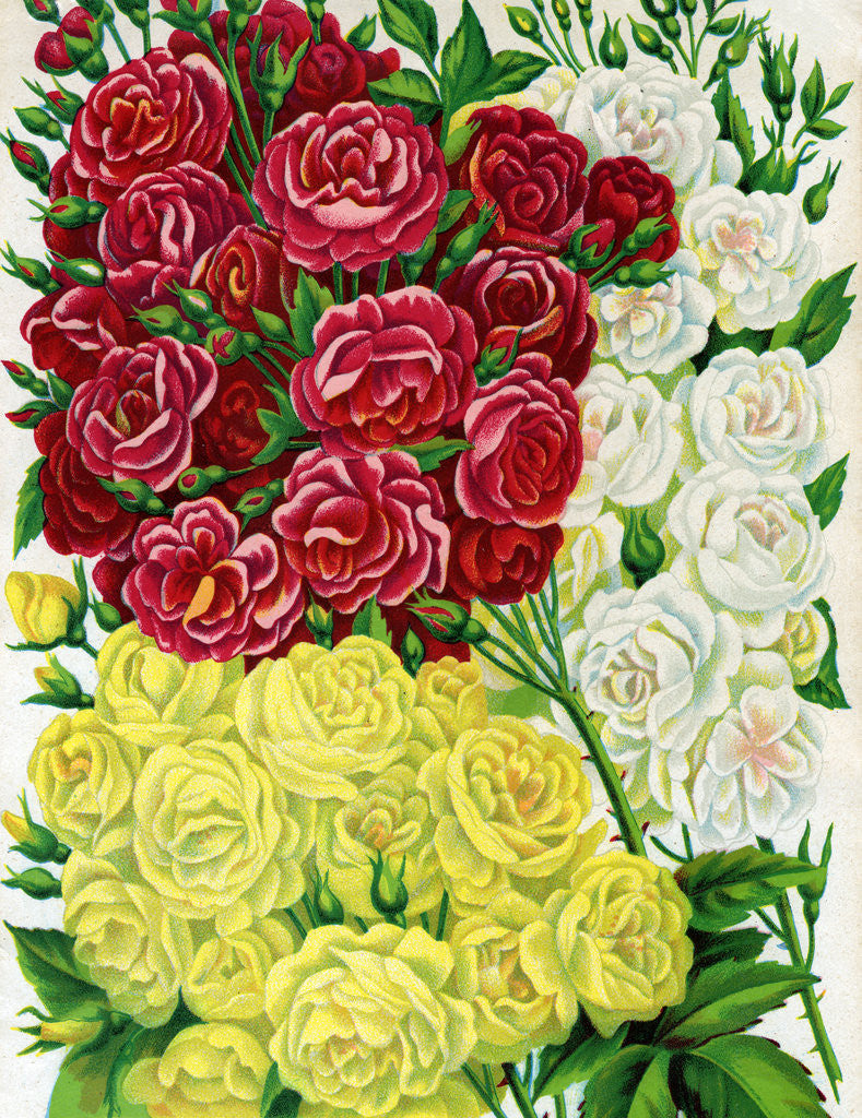 Detail of Illustration of Red, White and Yellow Rambling Roses by Anonymous