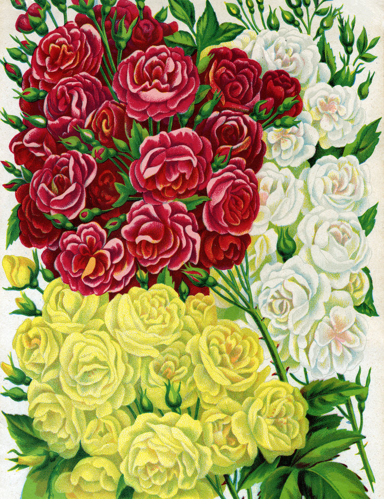 Detail of Illustration of Red, White and Yellow Rambling Roses by Corbis