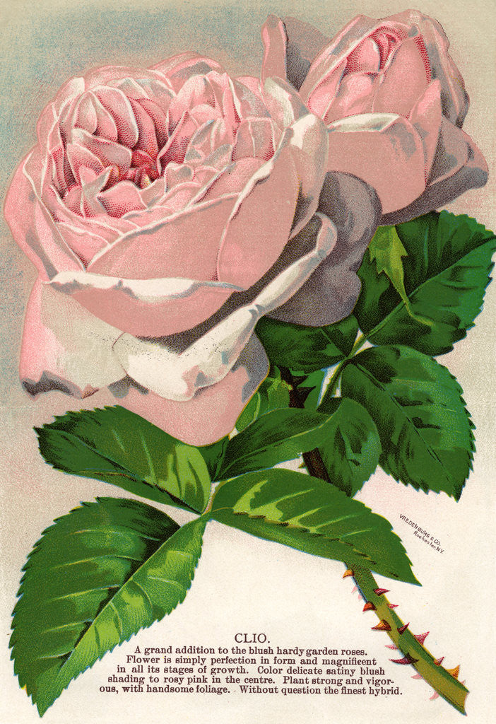 Detail of Illustration of Pink Roses by Corbis