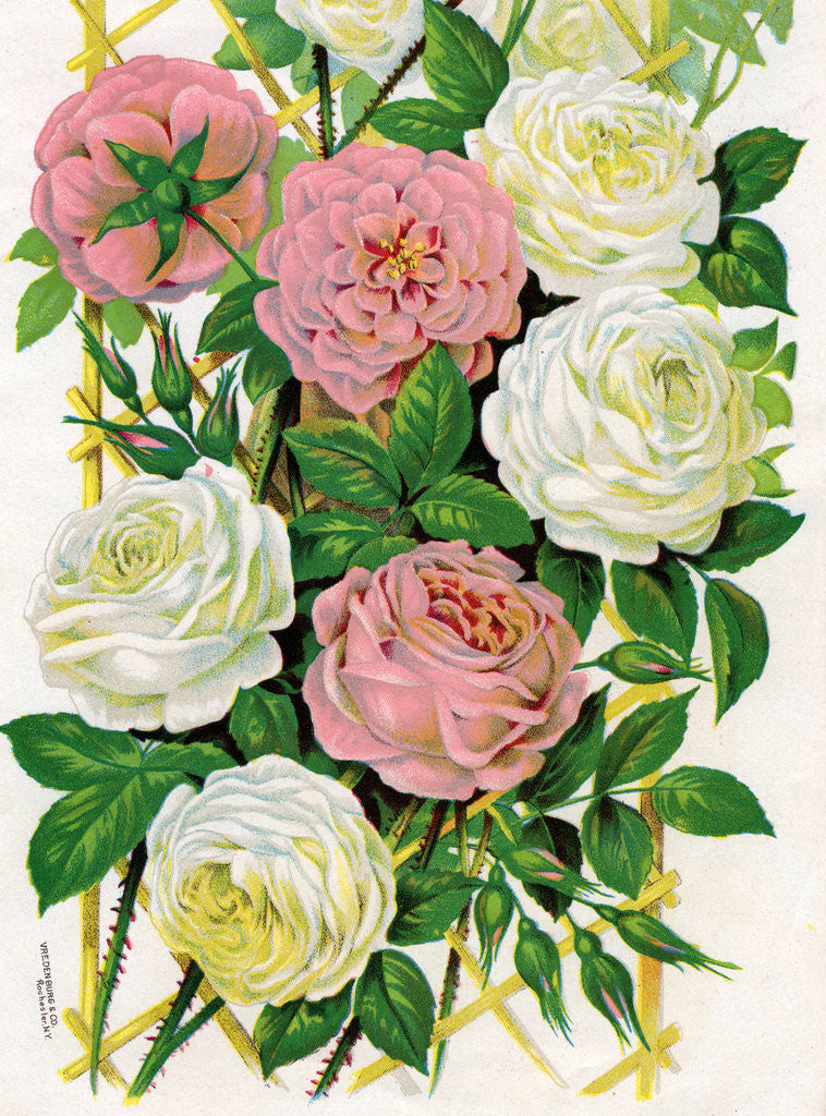 Detail of Illustration of Pink and White Climbing Roses by Anonymous