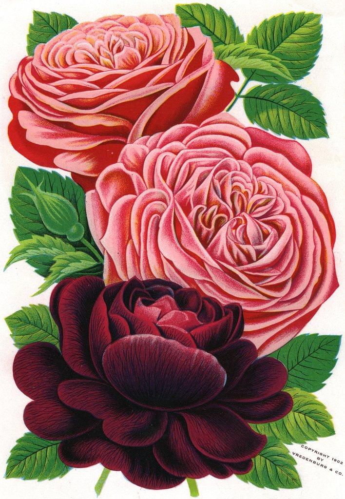 Detail of Illustration of Pink and Purple Roses by Anonymous
