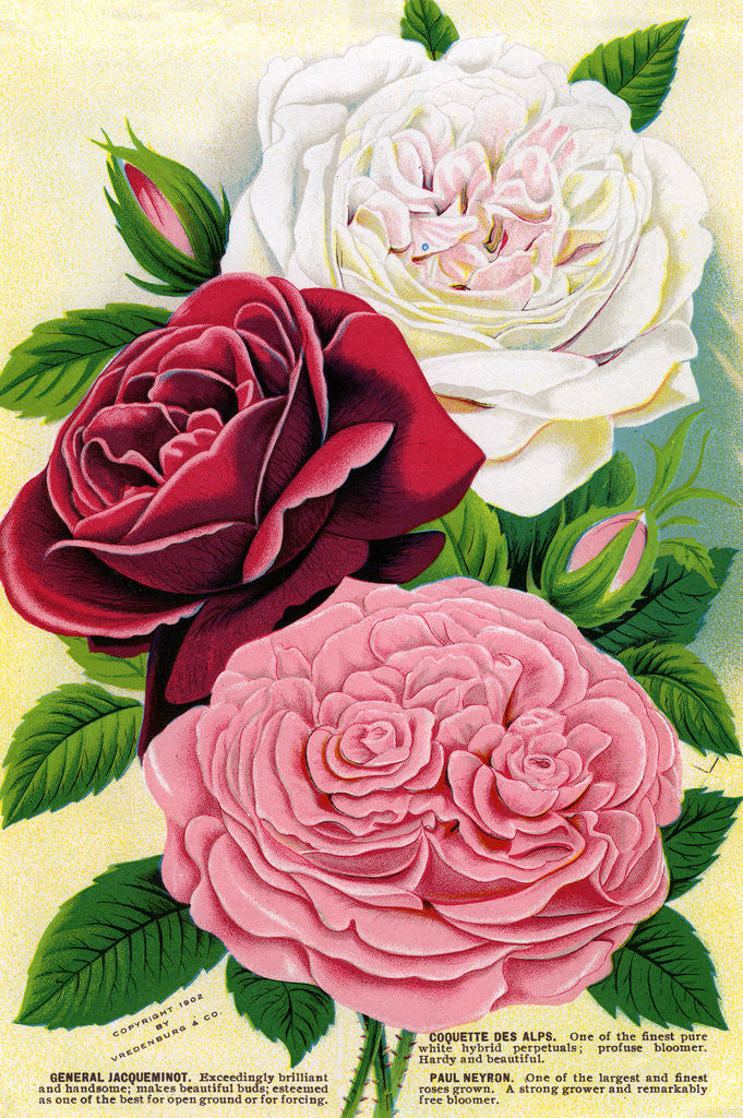 Detail of Illustration of Pink, Red and White Roses by Anonymous