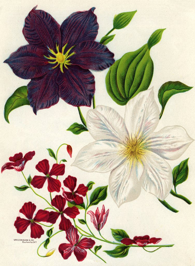 Detail of Illustration of White and Purple Clematis by Anonymous