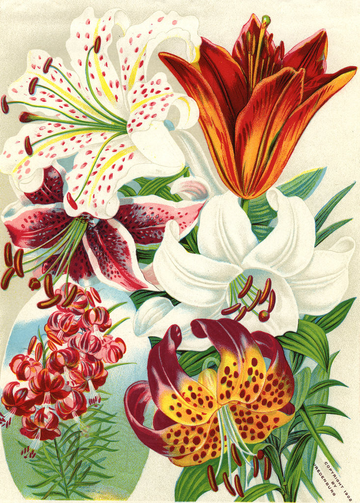 Detail of Illustration of Lily Varieties by Anonymous