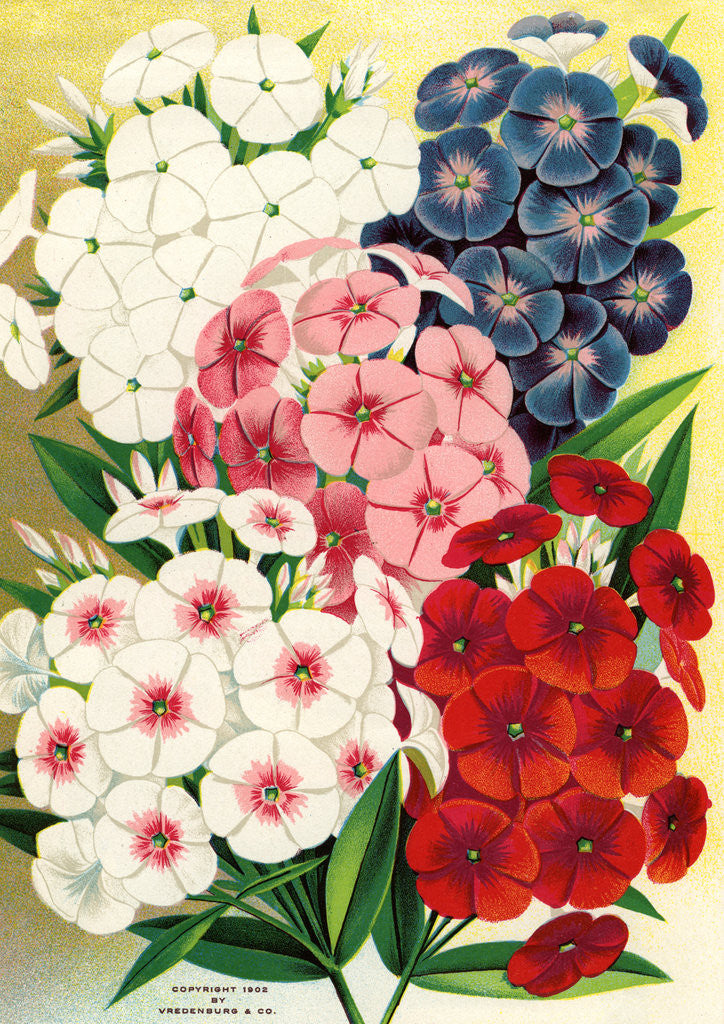 Detail of Illustration of Phlox Varieties by Anonymous