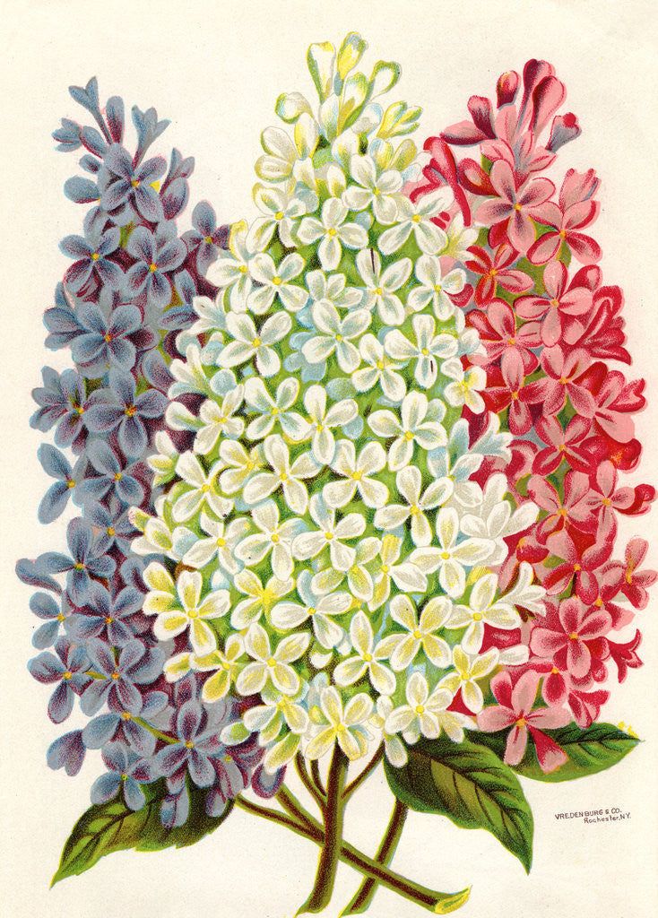 Detail of Illustration of Pink, White and Lavender Lilac Blooms by Anonymous