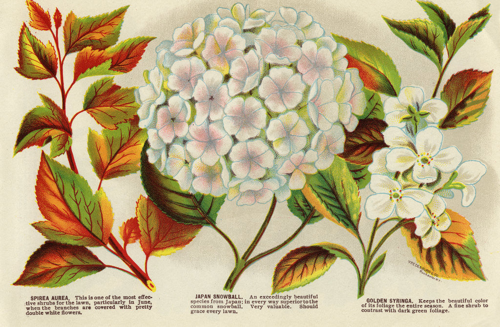 Detail of Illustration of Hydrangea Bloom by Anonymous