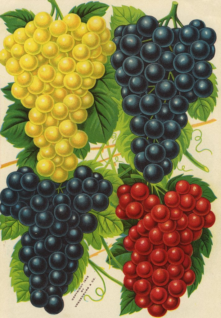 Detail of Illustration of Red, Yellow and Purple Grape Clusters by Anonymous