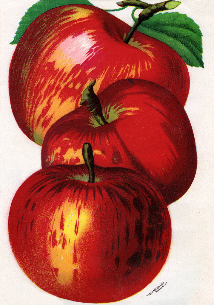 Detail of Illustration of Red Apples by Anonymous
