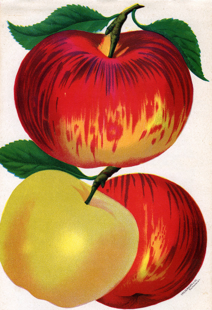 Detail of Illustration of Red and Yellow Apples by Anonymous