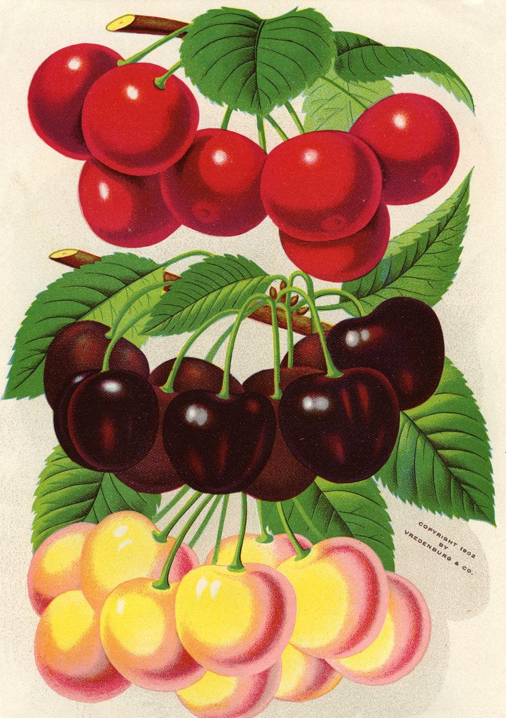 Detail of Illustration of Red, Purple and Yellow Cherries by Anonymous
