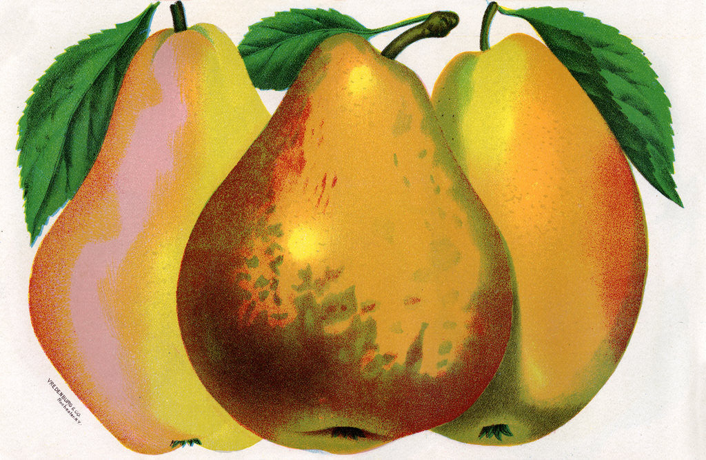 Detail of Illustration of Pear Varieties by Anonymous
