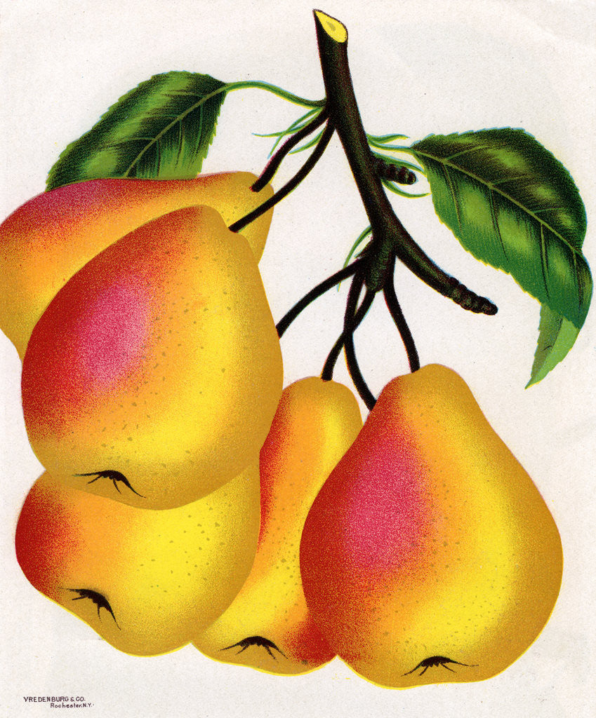 Detail of Illustration of Pears on a Branch by Anonymous