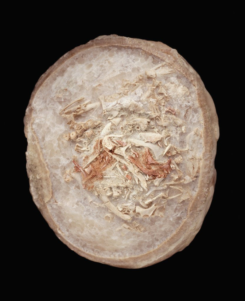 Detail of Therizinosaurus Dinosaur Egg Prepared by Terry Manning by Anonymous