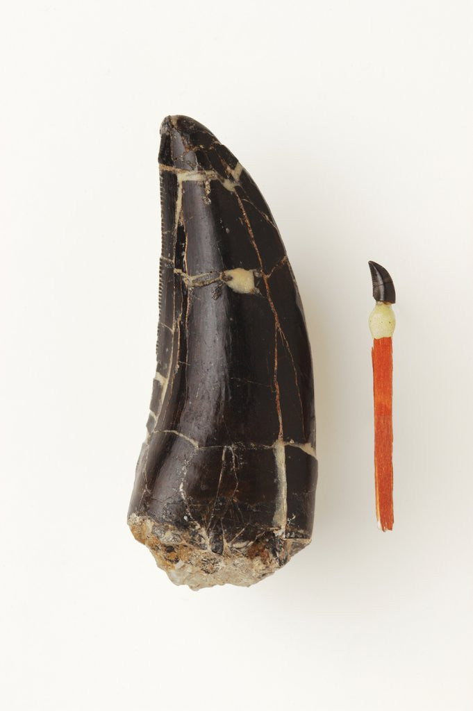 Detail of Adult Allosaurus Tooth and Baby Tooth on Match Stick by Anonymous