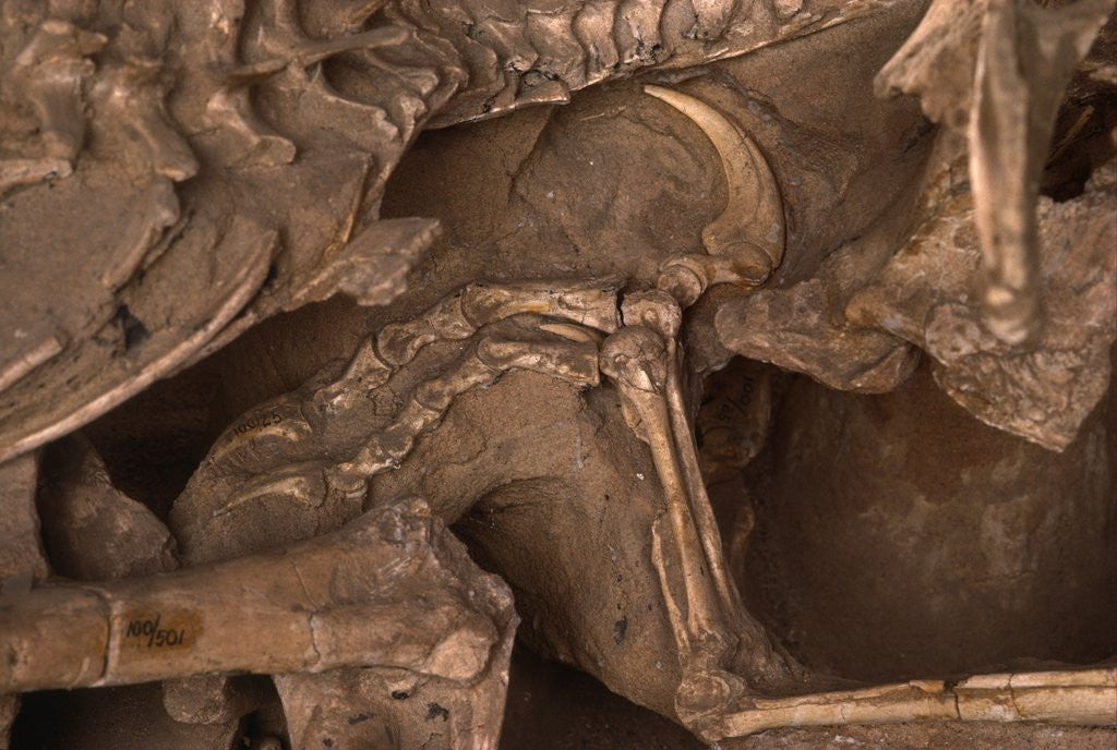 Detail of Velociraptor Claw in Belly of a Protoceratops by Anonymous