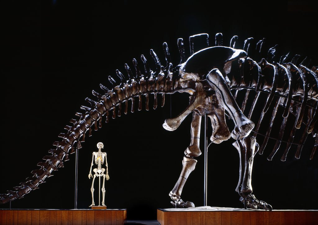Detail of Human Skeleton and Apatosaurus Louisae by Anonymous