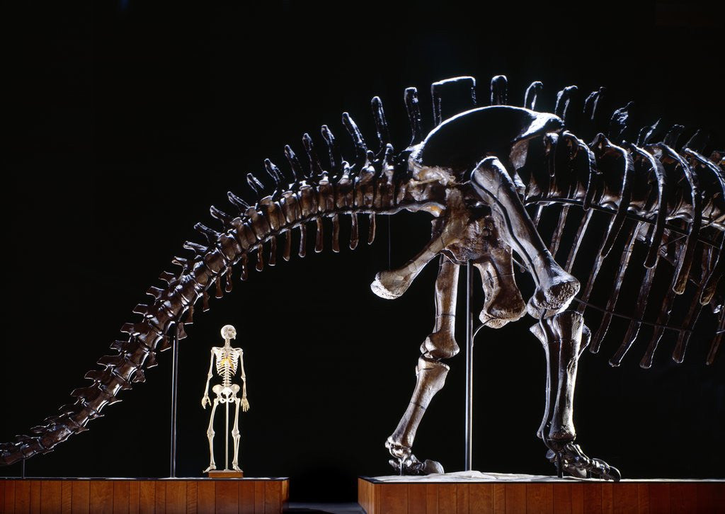 Detail of Human Skeleton and Apatosaurus Louisae by Corbis