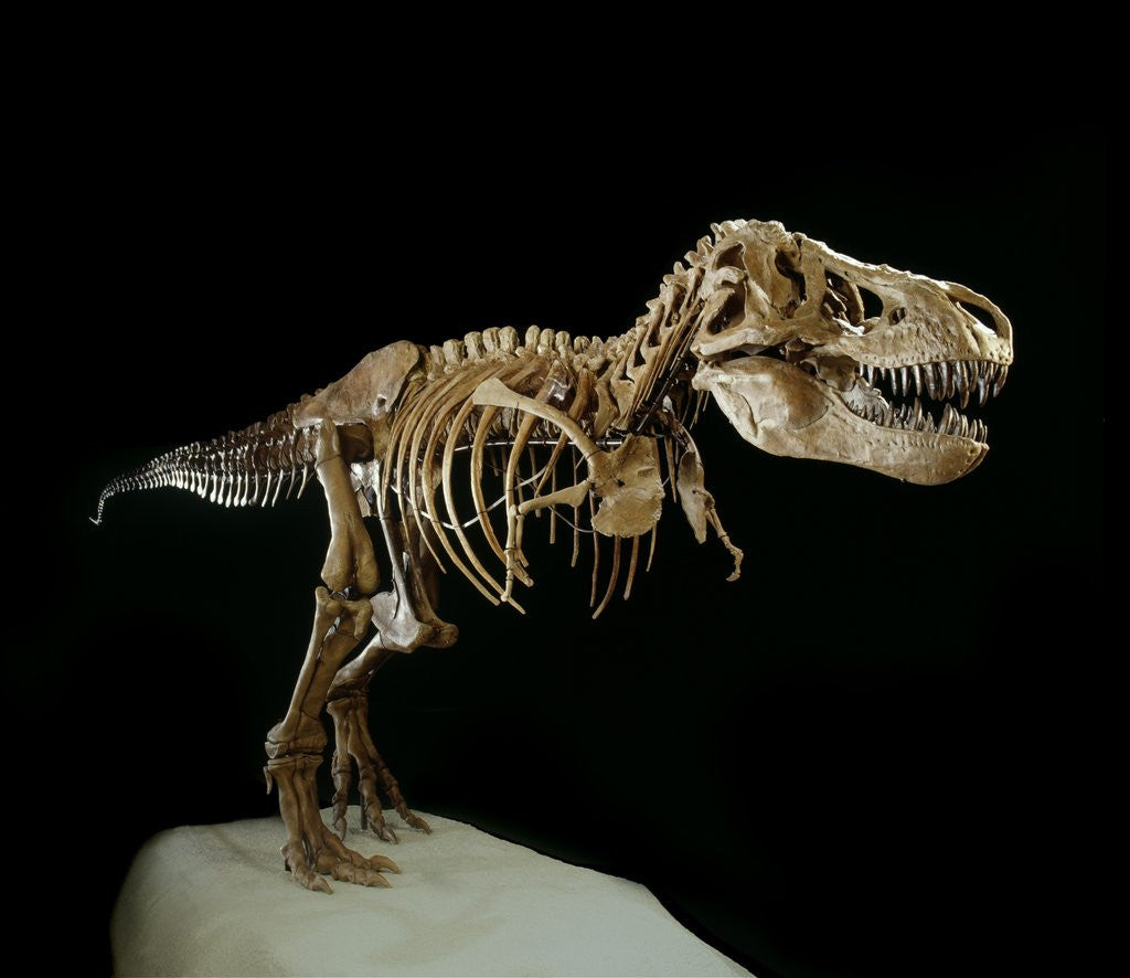 Detail of Tyrannosaurus Rex Skeleton by Corbis