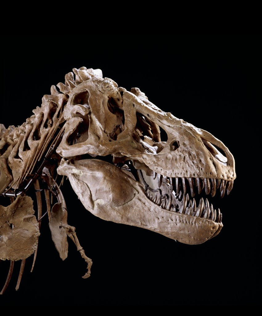 Detail of Head of Tyrannosaurus Rex by Anonymous