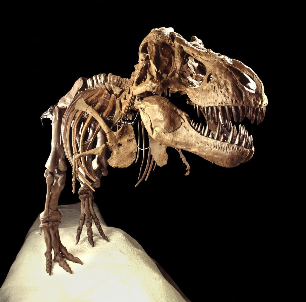 Detail of Tyrannosaurus Rex Skeleton by Anonymous