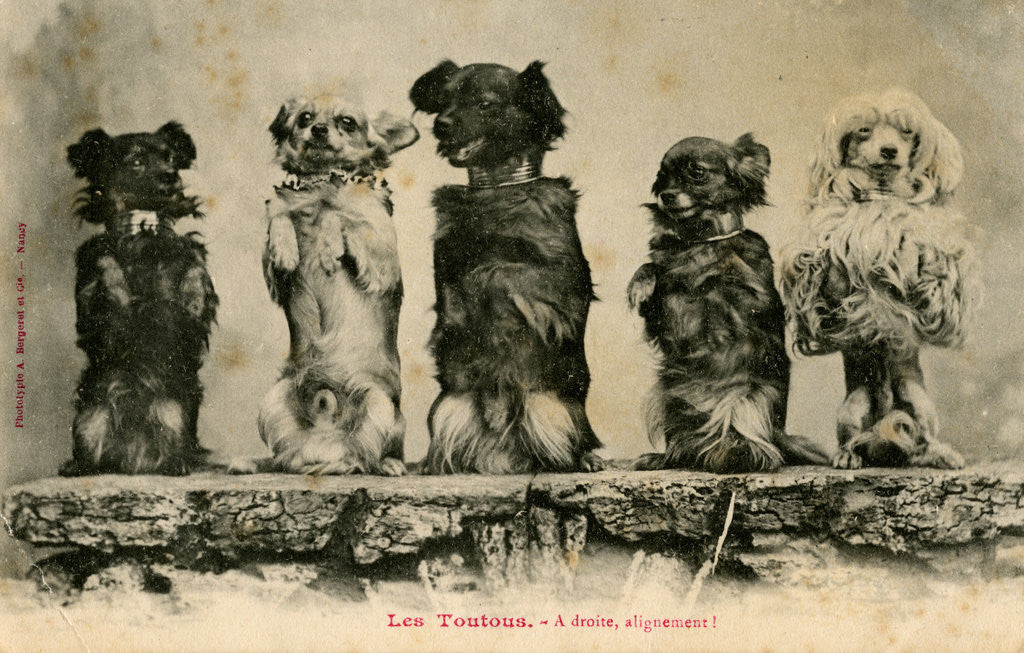 Detail of Five Dogs on their Hind Legs Standing in a Row by Anonymous