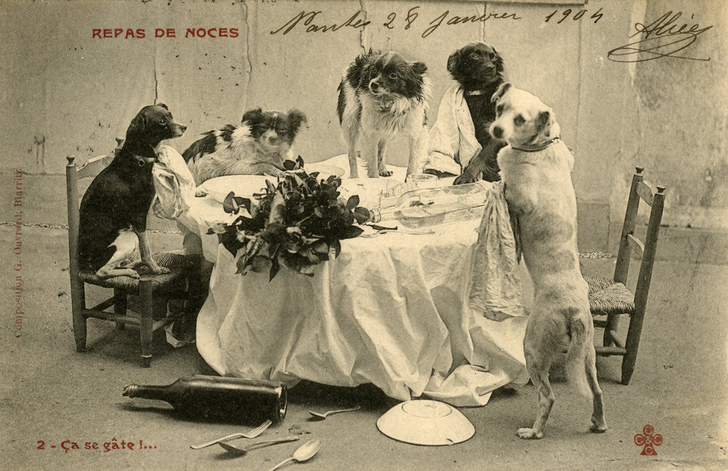 Wedding Banquet with Five Dogs Making a Mess by Corbis