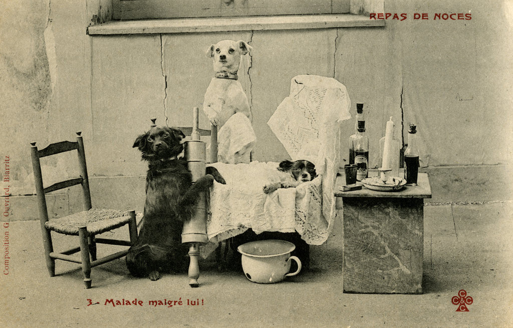 Detail of Sick Dog in Bed with Two Dogs Attending by Anonymous