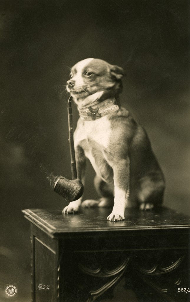 Detail of Chihuahua Smoking a Pipe by Corbis