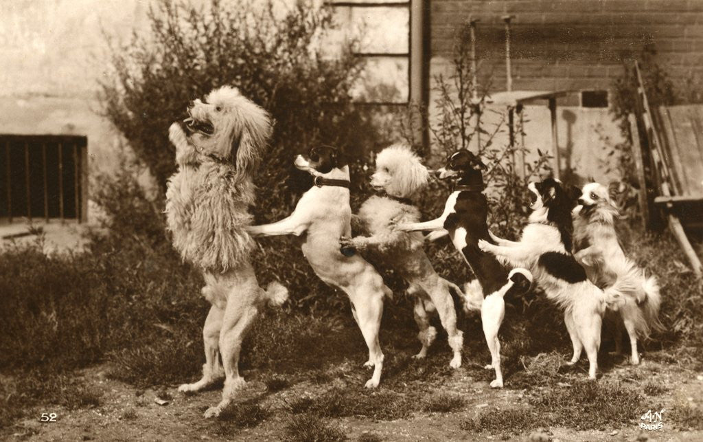 Detail of Poodle and Five Dogs Standing on their Hind Legs in a Line by Anonymous