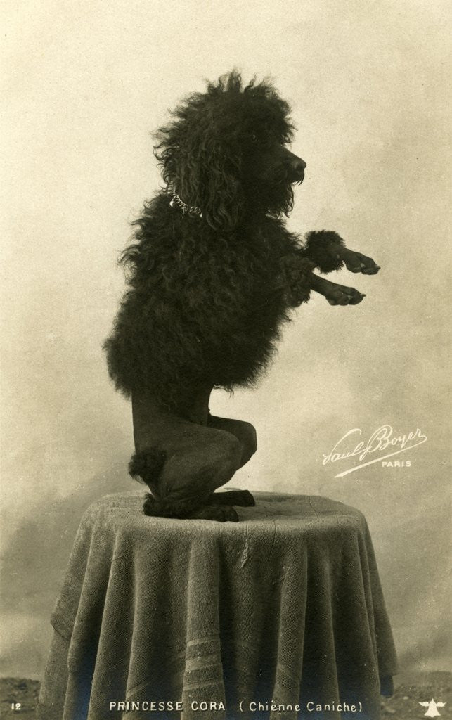 Detail of Black Poodle Standing on its Hind Legs on a Table by Anonymous