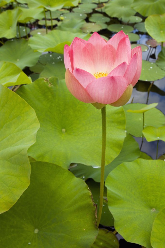 Detail of Lotus Bloom by Anonymous