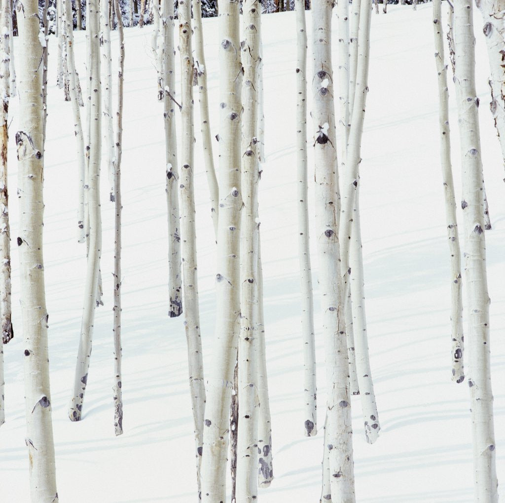 Detail of Aspen Trees in Snow by Corbis