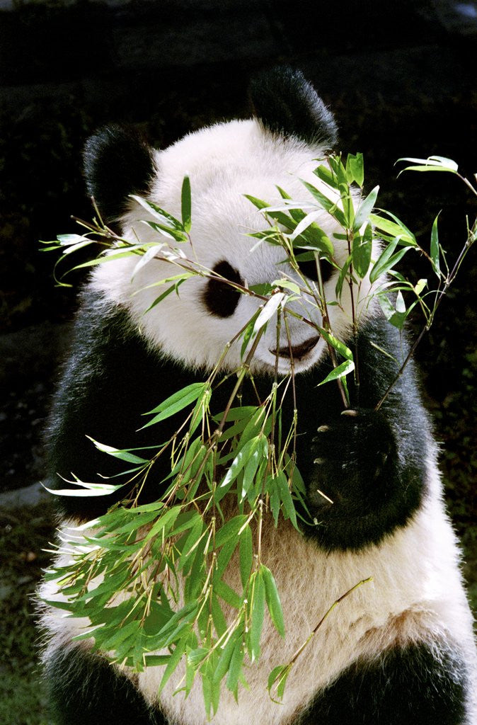Detail of Giant Panda Eating Bamboo by Anonymous