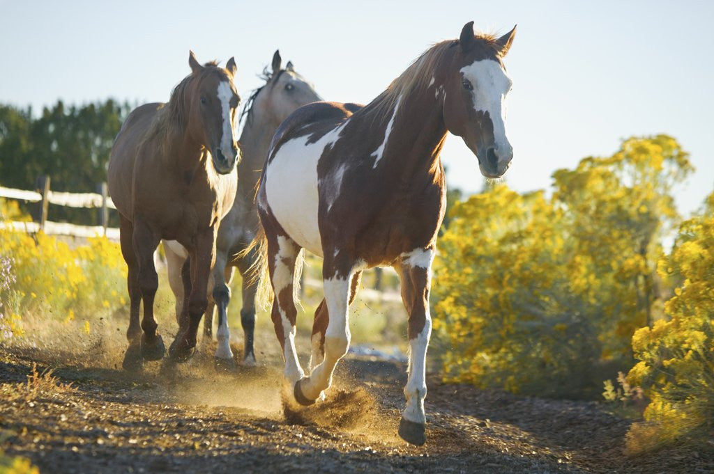 Detail of Horses on Path by Anonymous