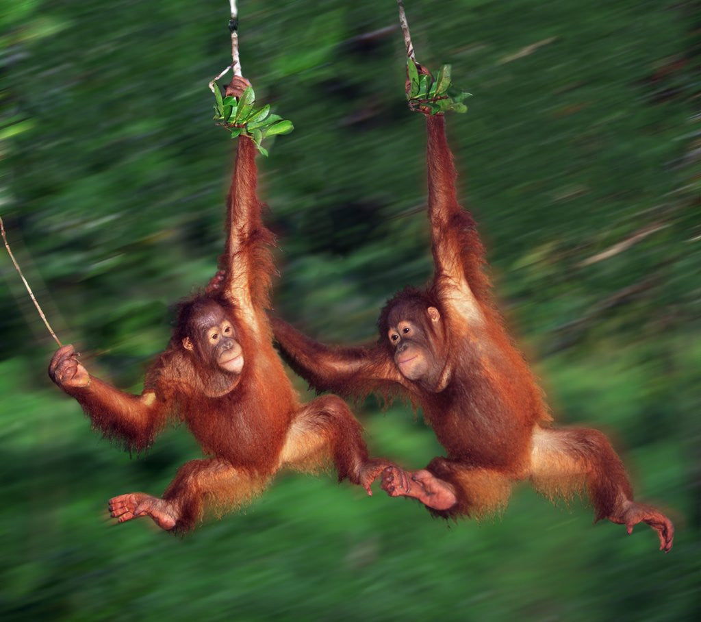 Detail of Two Young Orangutans Swinging Past by Corbis
